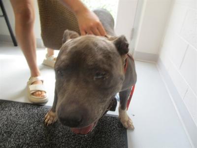 A389956, Staffordshire Bull Terrier, adult, available for adoption