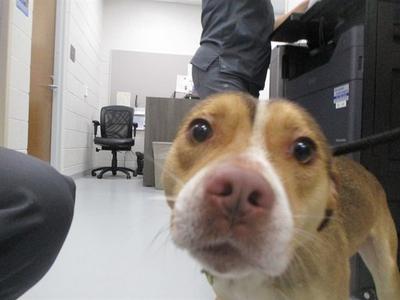 A391698, Beagle, young, available for adoption