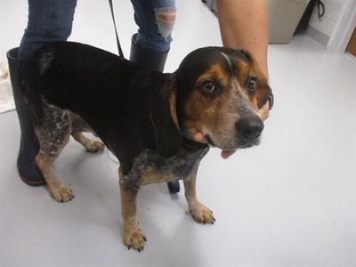 A391597, Beagle, adult, available for adoption
