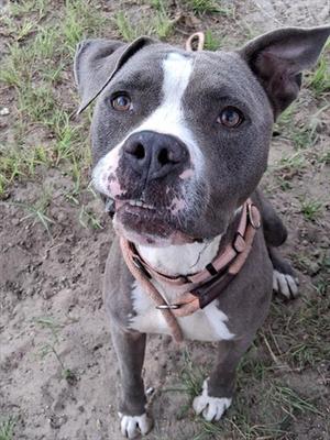 A gray and white pit bull terrier with a pink collar, standing on a dirt path with grass in the background.