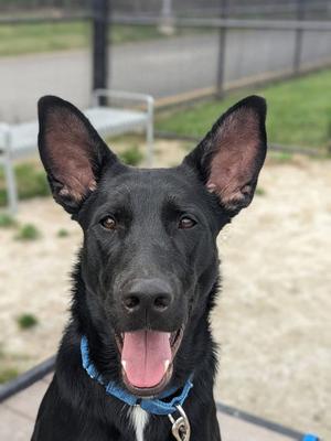 Shadow, Mixed Breed, young, available for adoption