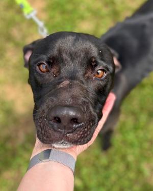 Toby Dusk, Mixed Breed, young, available for adoption