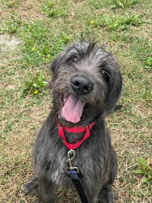 Bronco (61683810), Mixed Breed, puppy, available for adoption