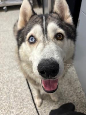 Count Simbula, Mixed Breed, adult, available for adoption