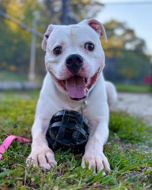 Theo-dorable, Mixed Breed, adult, available for adoption