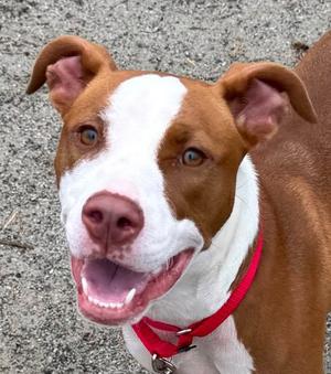 Lillia, Mixed Breed, young, available for adoption