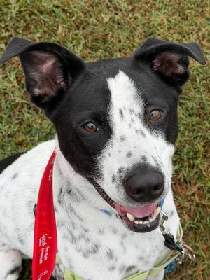 Charlie Brown, Mixed Breed, senior, available for adoption