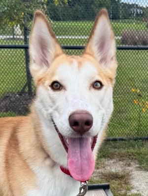 Asher, Mixed Breed, young, available for adoption