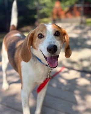 Hughie, Mixed Breed, adult, available for adoption