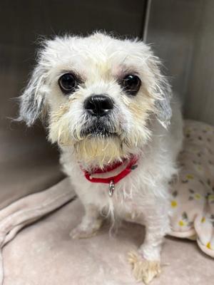 Andrea 3000, Mixed Breed, adult, available for adoption