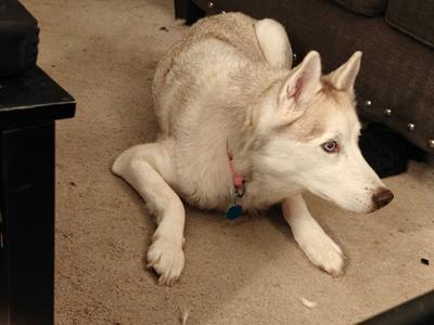 A husky dog lying on a carpeted floor, looking to the right.