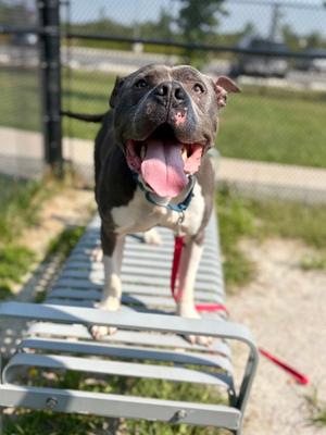 Boogie, Mixed Breed, senior, available for adoption