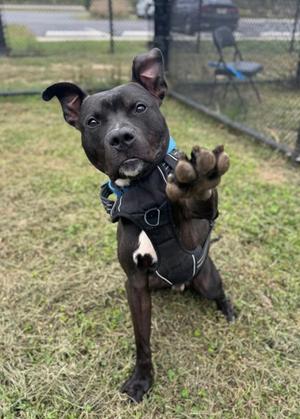 Stitch, Mixed Breed, adult, available for adoption
