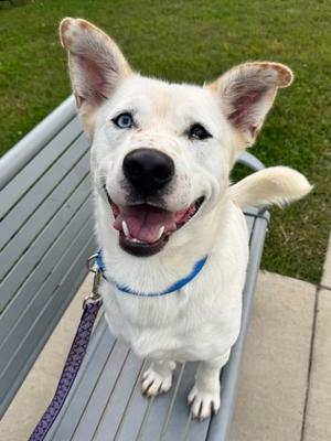 Hansel, Mixed Breed, adult, available for adoption