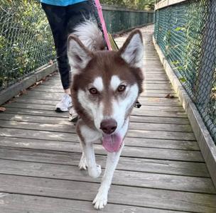 A brown and white husky dog with blue eyes is walking on a wooden bridge, looking directly at the camera with its tongue out. A person wearing a blue shirt and black pants is holding the dog's leash. The background shows a green fence and some trees.