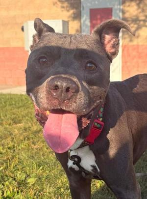 Hennessy, Pit Bull Terrier, adult, available for adoption