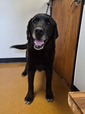 Manny, Labrador Retriever, senior, available for adoption
