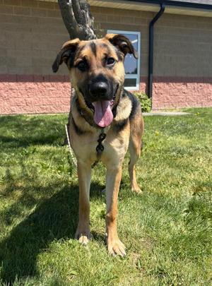 Endo (Obedience Trained), German Shepherd Dog, young, available for adoption