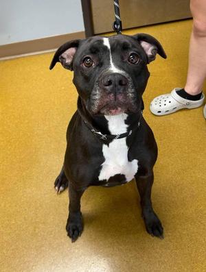 Maple, Pit Bull Terrier, adult, available for adoption
