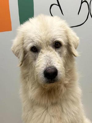 Harold, Great Pyrenees, adult, available for adoption