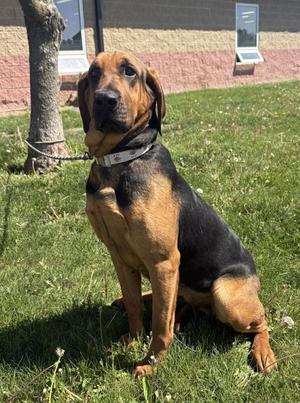 Bailey, Bloodhound, young, available for adoption