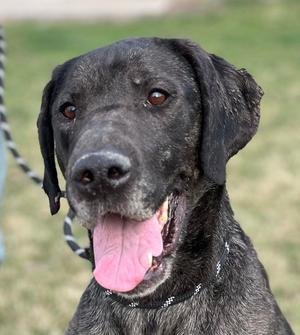 Peyton (Obedience Trained), Great Dane / Hound, adult, available for adoption