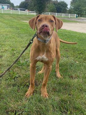 A brown dog with floppy ears and a white chest patch stands on a grassy field, wearing a collar and leash. The dog has its tongue out and is looking directly at the camera. In the background, there is a white fence and some trees.