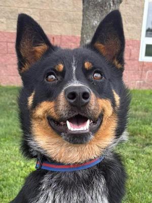 Diego, Australian Cattle Dog / Blue Heeler, young, available for adoption