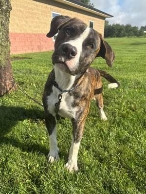 Puskey, Pit Bull Terrier / Labrador Retriever, young, available for adoption