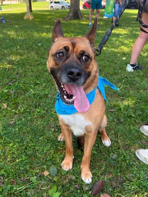 Belly (Obedience Trained), Chow Chow / Shepherd, young, available for adoption