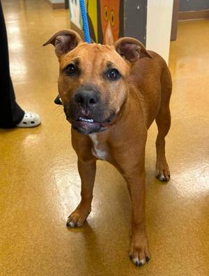 Gigi, Pit Bull Terrier, young, available for adoption