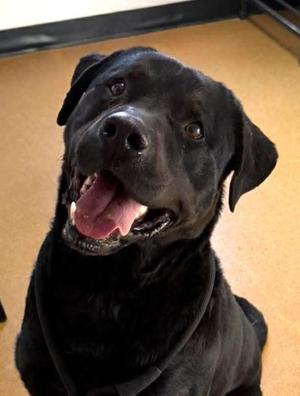 Apollo, Rottweiler / Labrador Retriever, adult, available for adoption
