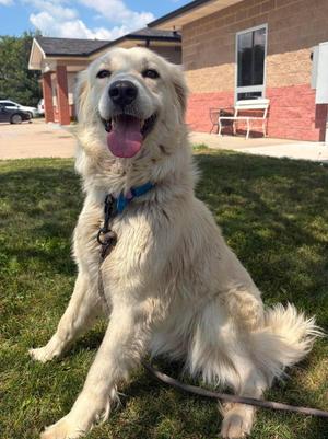 Indy, Great Pyrenees, adult, available for adoption