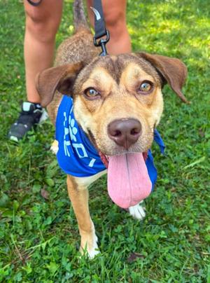 Cleo, Labrador Retriever / Husky, puppy, available for adoption