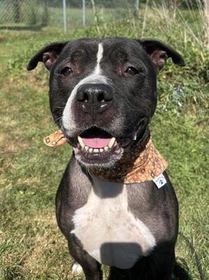 Diesel, Pit Bull Terrier, adult, available for adoption