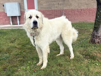 Memphis, Great Pyrenees / Anatolian Shepherd, young, available for adoption