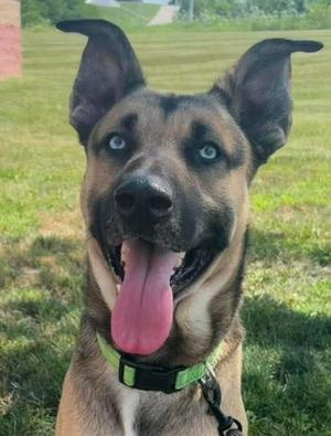 A close-up of a happy dog with blue eyes and floppy ears, wearing a green collar, standing in a grassy field.