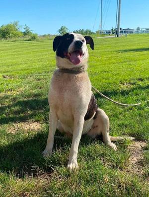 Luna, Labrador Retriever, adult, available for adoption