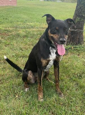 Cohen / Alfalfa, Australian Cattle Dog / Blue Heeler / Catahoula Leopard Dog, adult, available for adoption