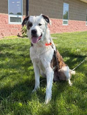 Mickey (Obedience Trained), Saint Bernard, young, available for adoption