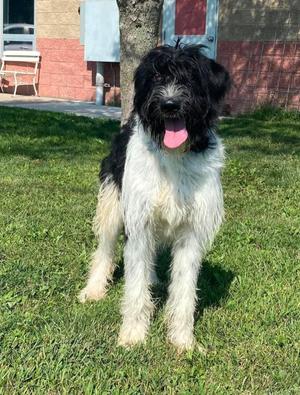 Isabella (Obedience Trained), Schnauzer, adult, available for adoption