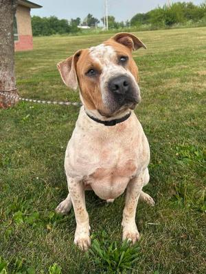 Charlie, Catahoula Leopard Dog / Pit Bull Terrier, adult, available for adoption