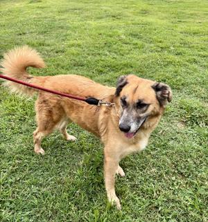 A brown and black dog on a leash standing on a grassy field.