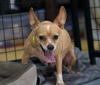 LADY BIRD, Chihuahua, adult, available for adoption