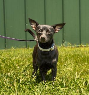 SASSY, Chihuahua / Jack Russell Terrier, adult, available for adoption