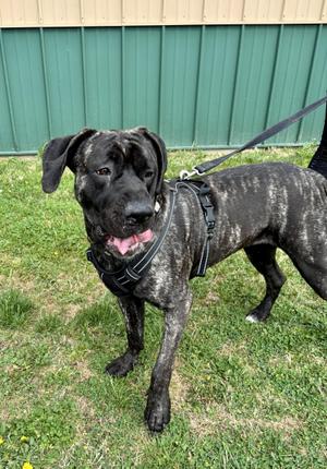 ROWENA!, Mastiff, adult, available for adoption