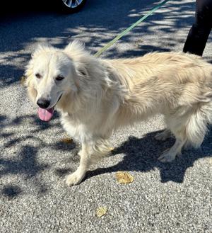LOLA, Great Pyrenees, adult, available for adoption