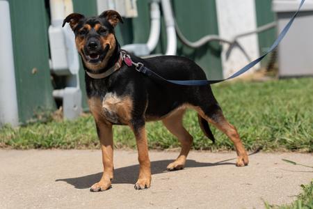 Gi-Gi, German Shepherd Dog / Terrier, young, available for adoption