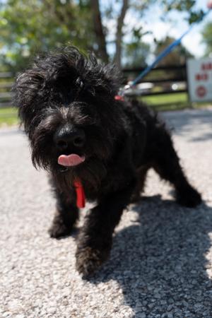 BOCEPHUS, Schnauzer / Poodle (Toy), young, available for adoption