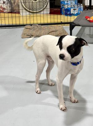 BANDIT, Chihuahua, young, available for adoption